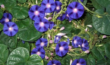 Giậu đổ bìm leo